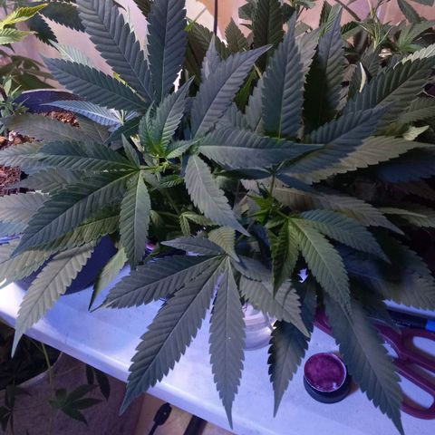 ChicaliWeed420 #1 growlog photo: Cuts Clones
10 Clones P.P.D. & 8 Clones Collie Man