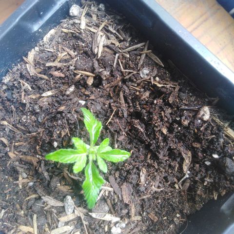 Purple cookie kush  growlog photo: La planta presenta hojas dobladas hacia arriba, ojalá se recupere 