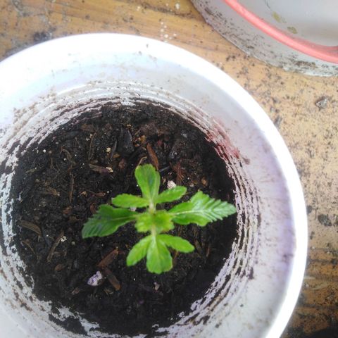 Purple cookie kush  growlog photo: Se trasplantó a una maceta más pequeña para evitar exceso de humedad, esperemos que no muera pues se dañaron un poco las raíces en el trasplante 