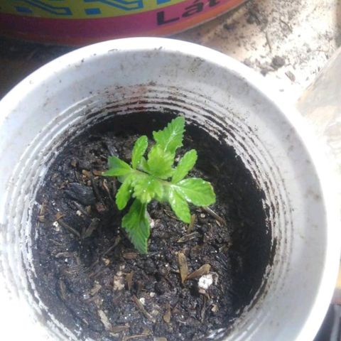 Purple cookie kush  growlog photo: La plantula se está recuperando satisfactoriamente a pesar del estrés que sufrió al lastimarse sus raices en el trasplante a una maceta más pequeña 