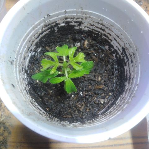 Purple cookie kush  growlog timeline photo