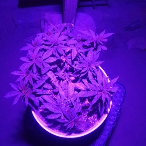 Purple cookie kush  growlog timeline photo