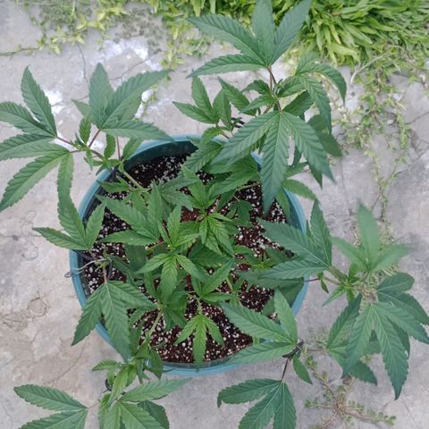 Fancy gummy growlog timeline photo