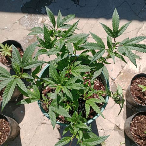 Fancy gummy growlog timeline photo