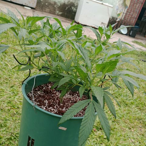 Fancy gummy growlog timeline photo