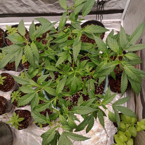 Fancy gummy growlog timeline photo