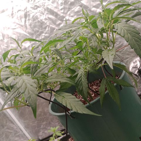 Fancy gummy growlog timeline photo