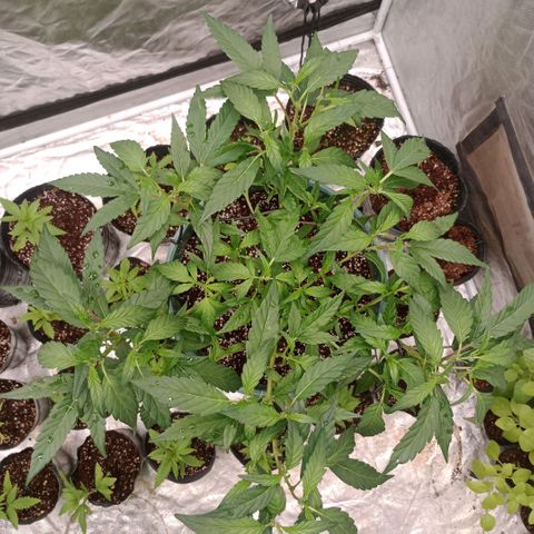 Fancy gummy growlog timeline photo