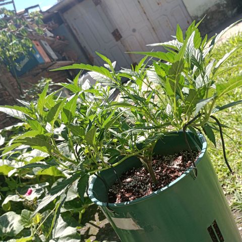 Fancy gummy growlog timeline photo