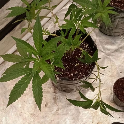 Fancy gummy growlog timeline photo