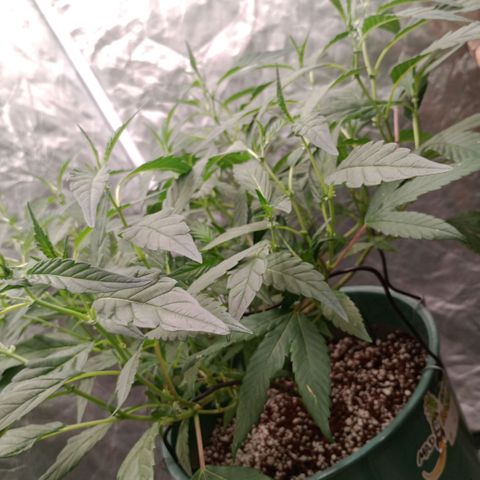 Fancy gummy growlog timeline photo
