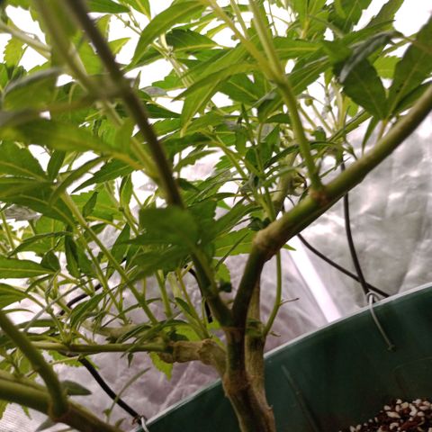 Fancy gummy growlog timeline photo