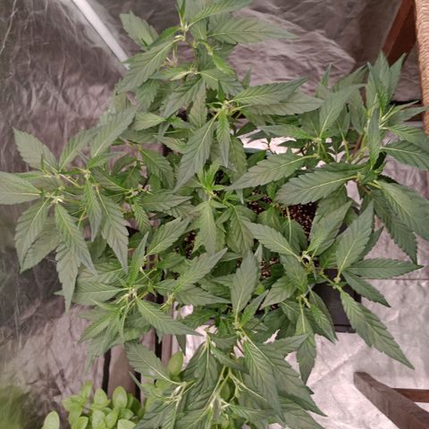 Fancy gummy growlog timeline photo