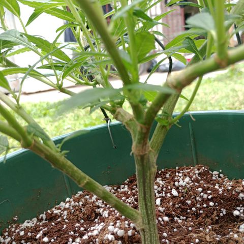 Fancy gummy growlog timeline photo