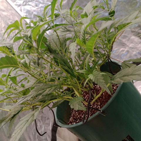 Fancy gummy growlog timeline photo