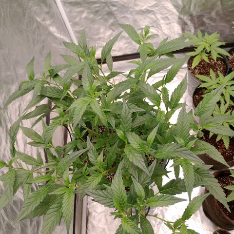 Fancy gummy growlog timeline photo