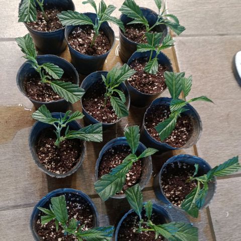 Fancy gummy growlog timeline photo