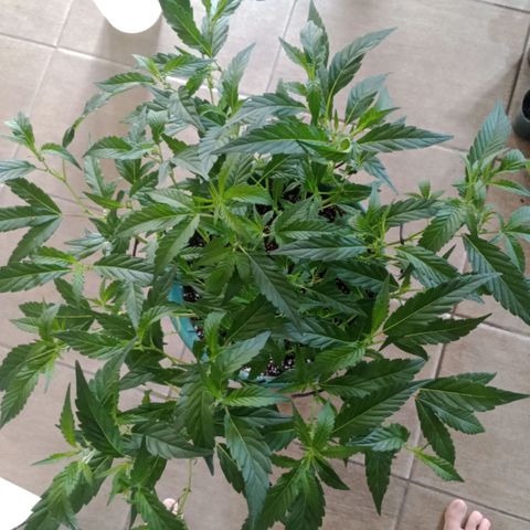 Fancy gummy growlog timeline photo