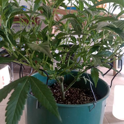 Fancy gummy growlog timeline photo
