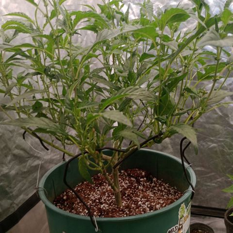 Fancy gummy growlog timeline photo