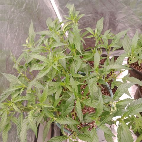 Fancy gummy growlog timeline photo