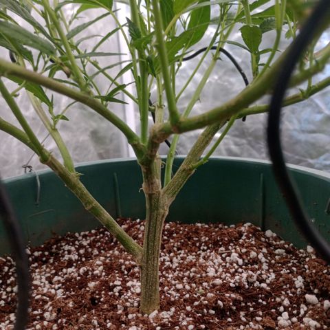Fancy gummy growlog timeline photo