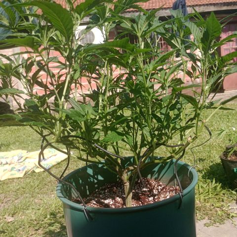 Fancy gummy growlog timeline photo