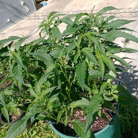 Fancy gummy growlog timeline photo