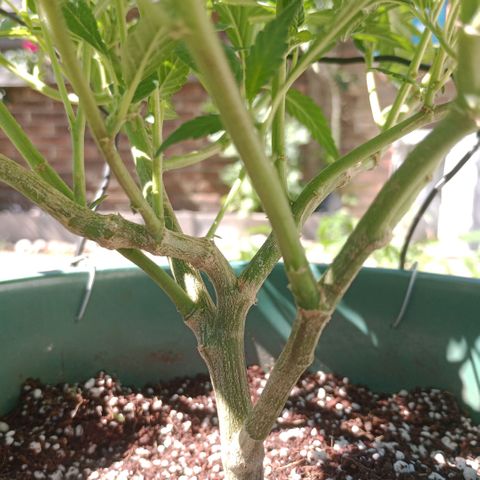 Fancy gummy growlog timeline photo