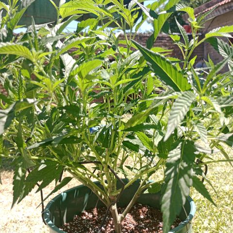Fancy gummy growlog timeline photo