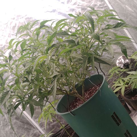 Fancy gummy growlog timeline photo