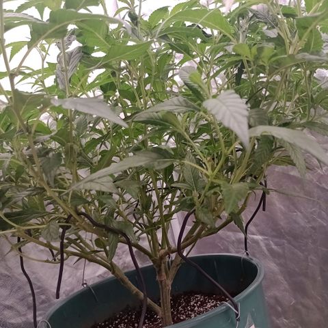 Fancy gummy growlog timeline photo
