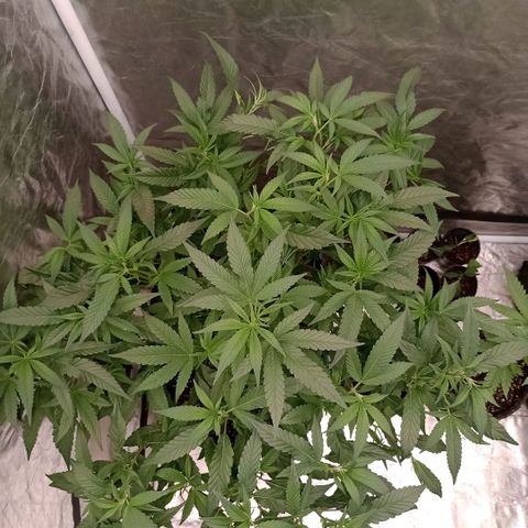 Fancy gummy growlog timeline photo