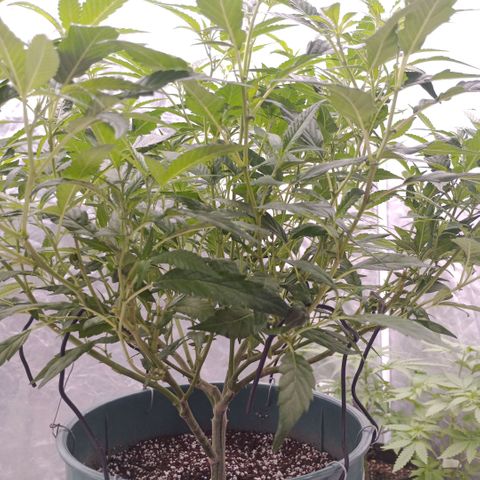 Fancy gummy growlog timeline photo