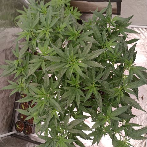 Fancy gummy growlog timeline photo