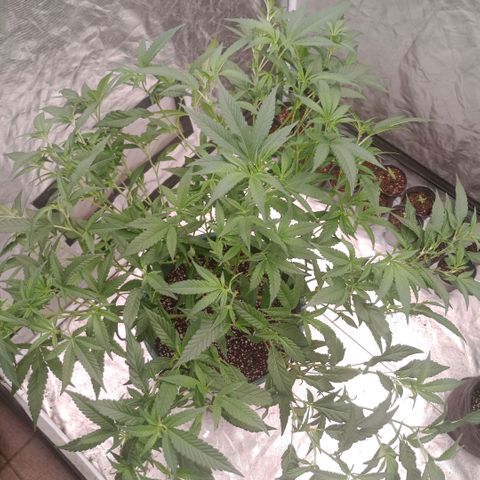 Fancy gummy growlog timeline photo