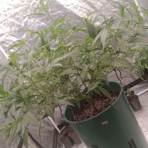 Fancy gummy growlog timeline photo