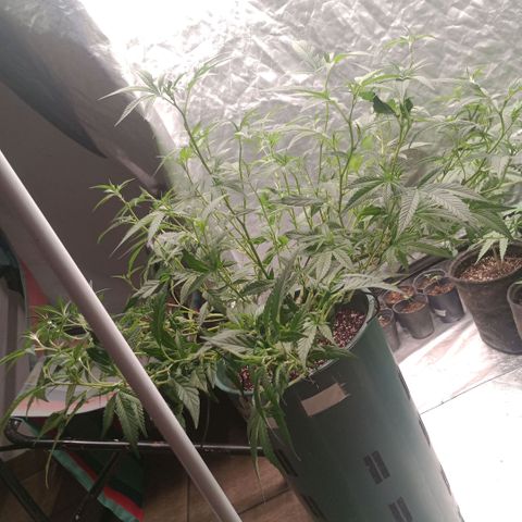 Fancy gummy growlog timeline photo