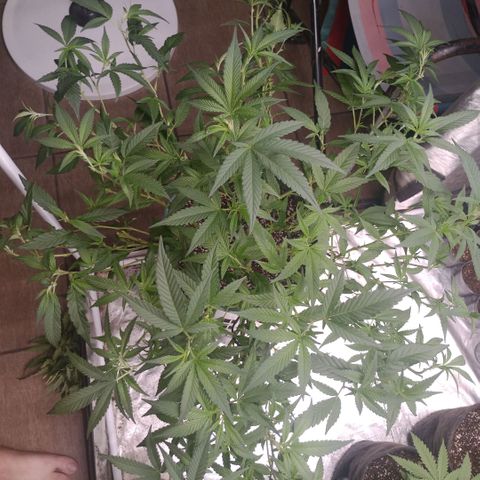 Fancy gummy growlog timeline photo