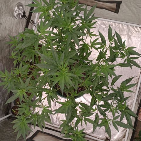 Fancy gummy growlog timeline photo