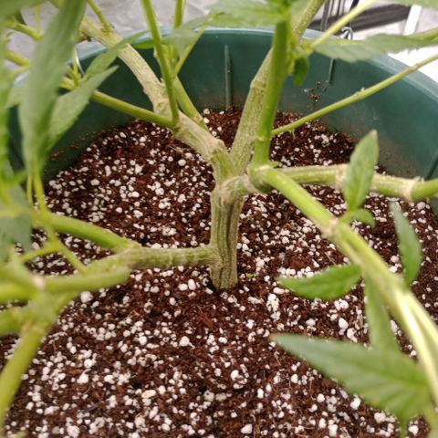 Fancy gummy growlog timeline photo