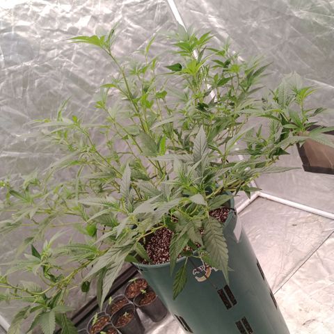 Fancy gummy growlog timeline photo