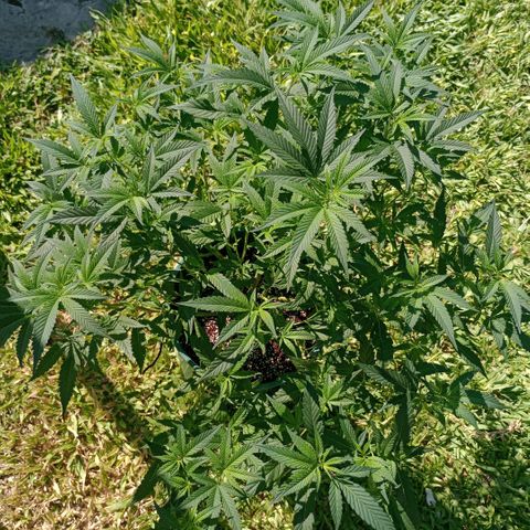 Fancy gummy growlog timeline photo