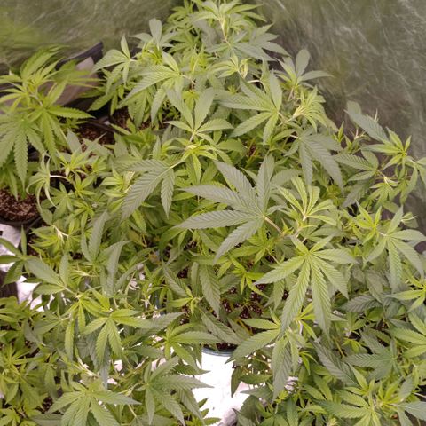 Fancy gummy growlog timeline photo