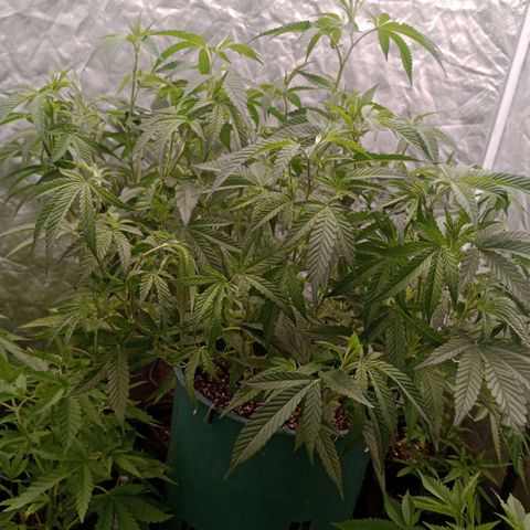 Fancy gummy growlog timeline photo