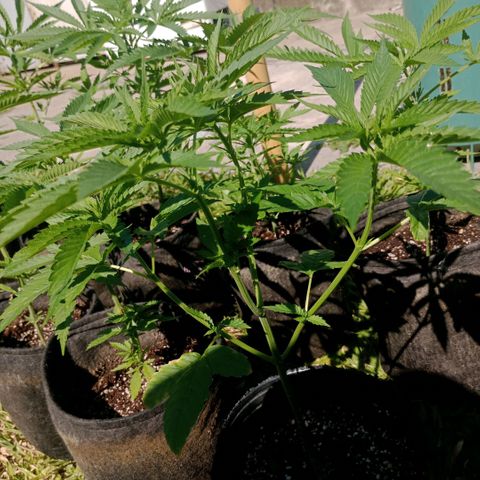 Fancy gummy growlog timeline photo