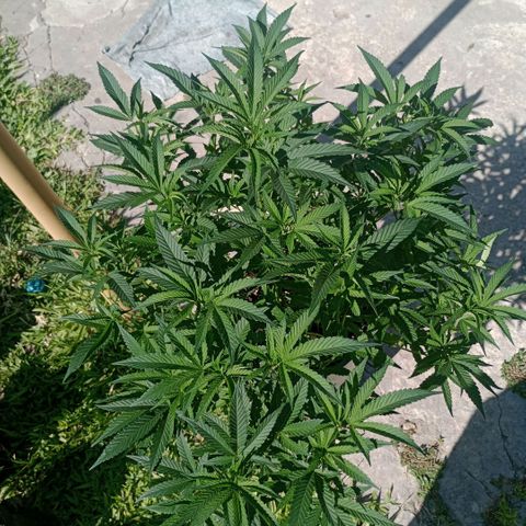 Fancy gummy growlog timeline photo