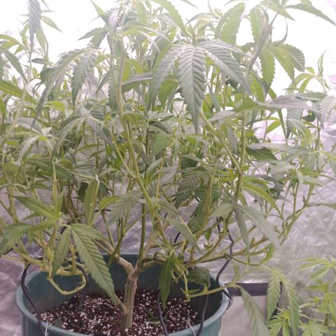 Fancy gummy growlog timeline photo