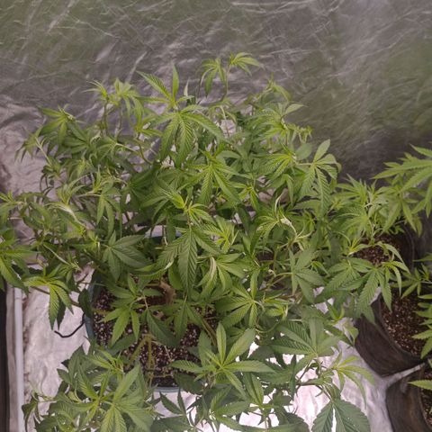 Fancy gummy growlog timeline photo