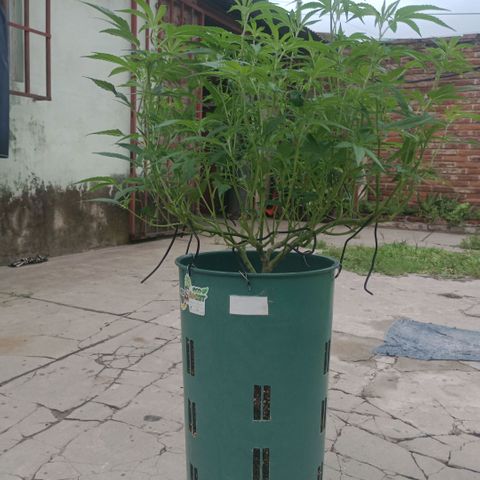 Fancy gummy growlog timeline photo